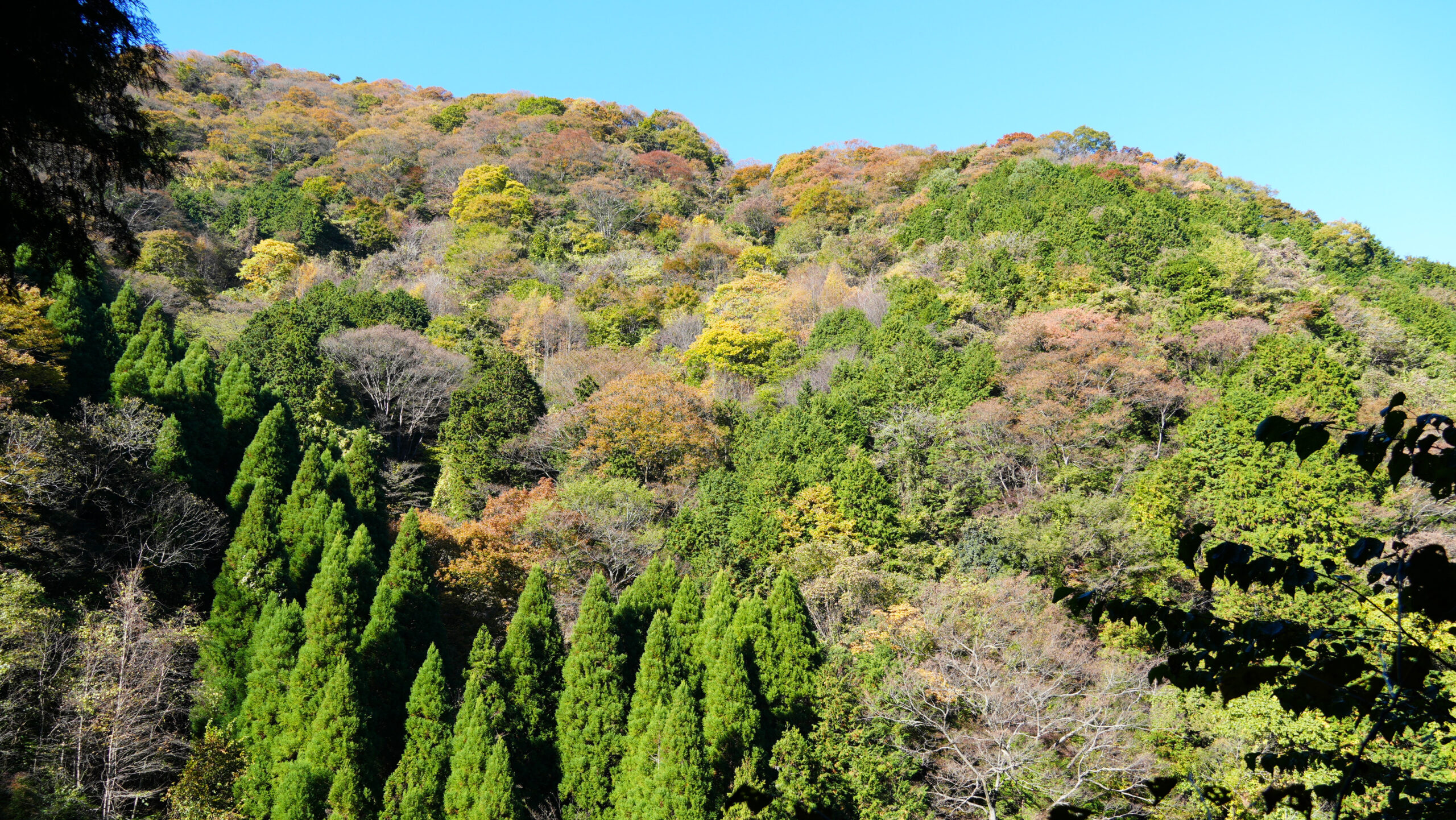 日本山岳会 高尾の森づくりの会